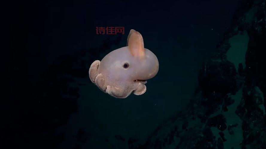 热点追踪  我国科学家发现多个鱼类新物种，揭秘生物多样性之美