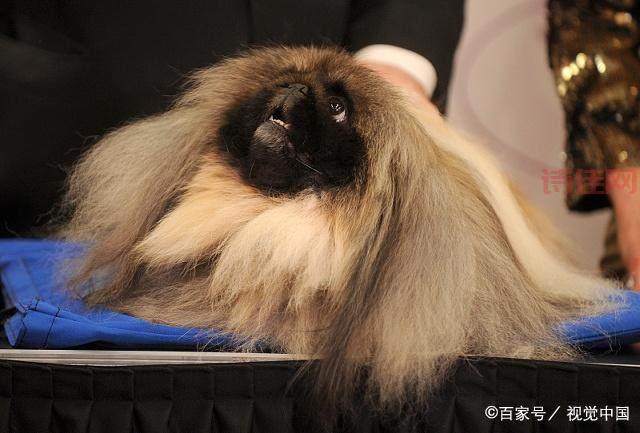 你以为它会长大？盘点那些永远长不大的狗狗