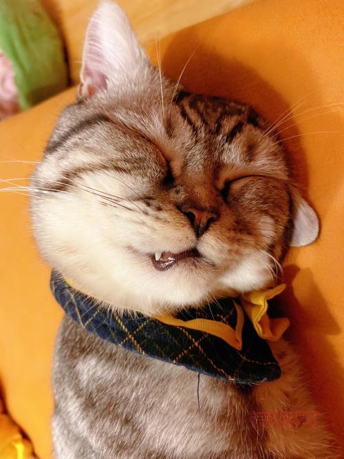 猫咪社区官网：你的猫咪百科全书，尽情探索！