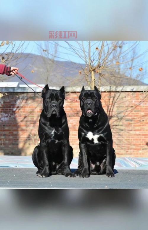 探索驱魔圣犬拉萨犬:家庭理想伴侣与护卫