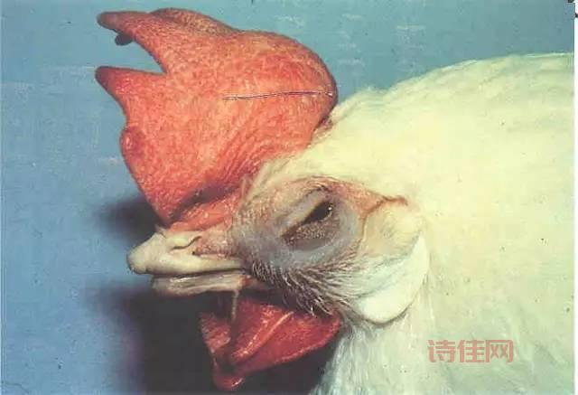 延吉禽流感