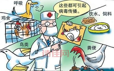 延吉禽流感