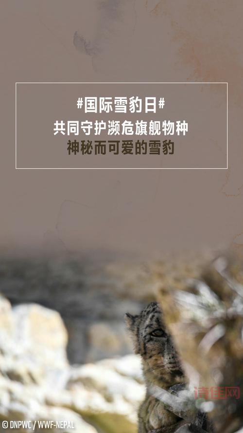 世界雪豹日