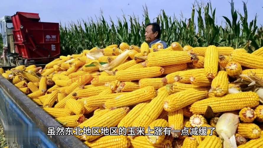 东北玉米行情