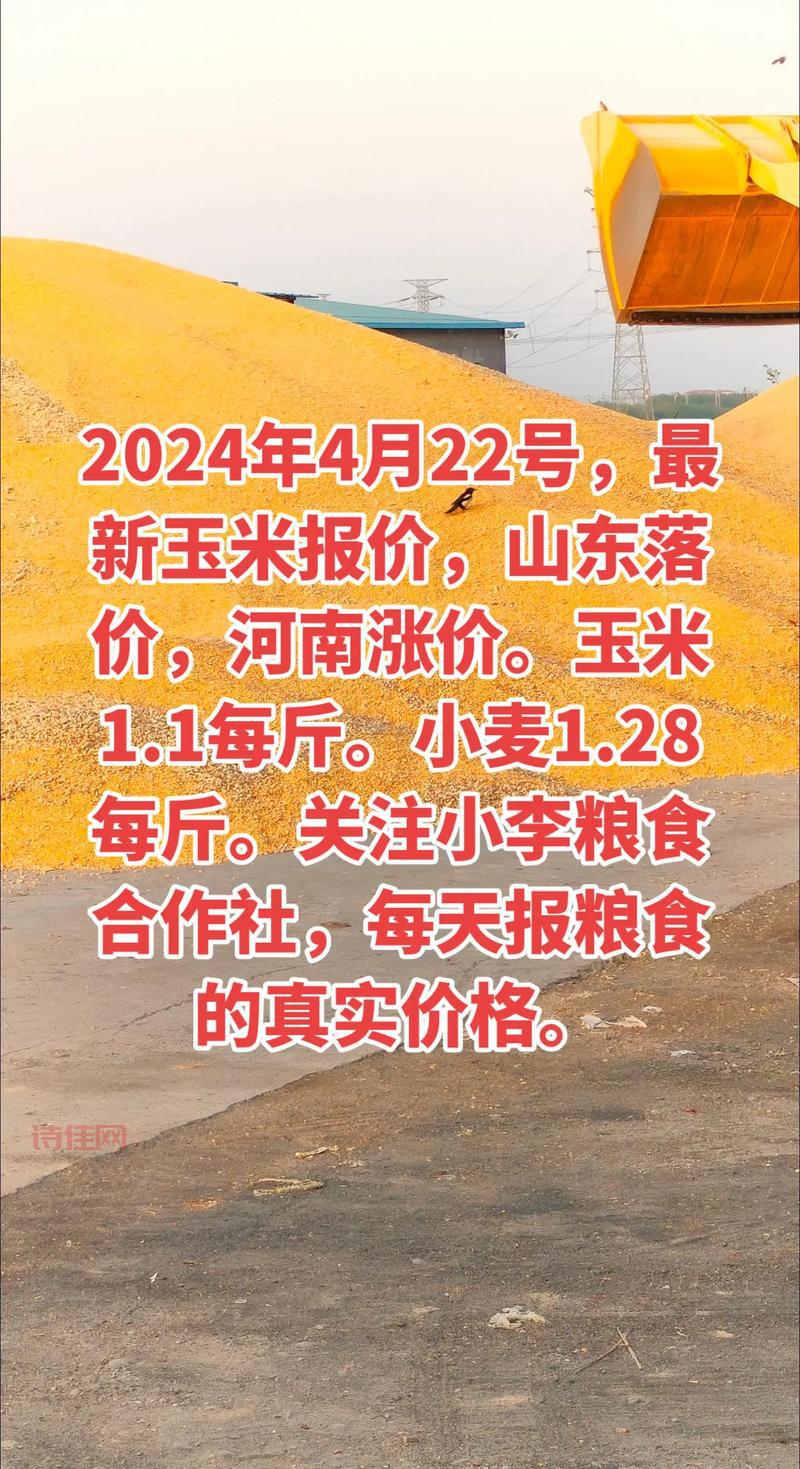 山东玉米价格