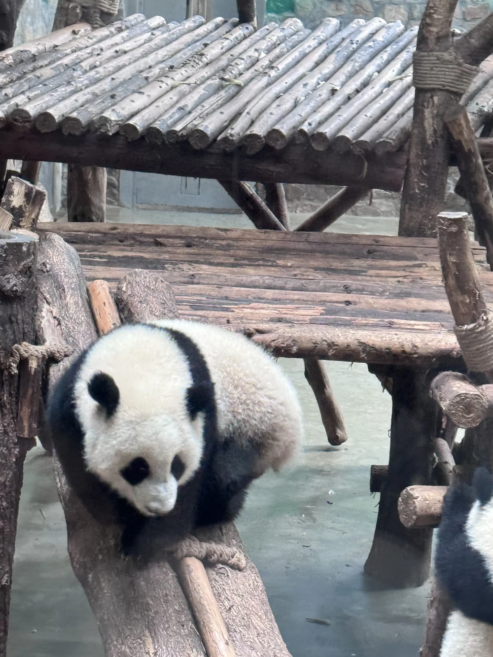 【成都自由行攻略】成都推荐打卡的景点、交通、美食和酒店等全攻略