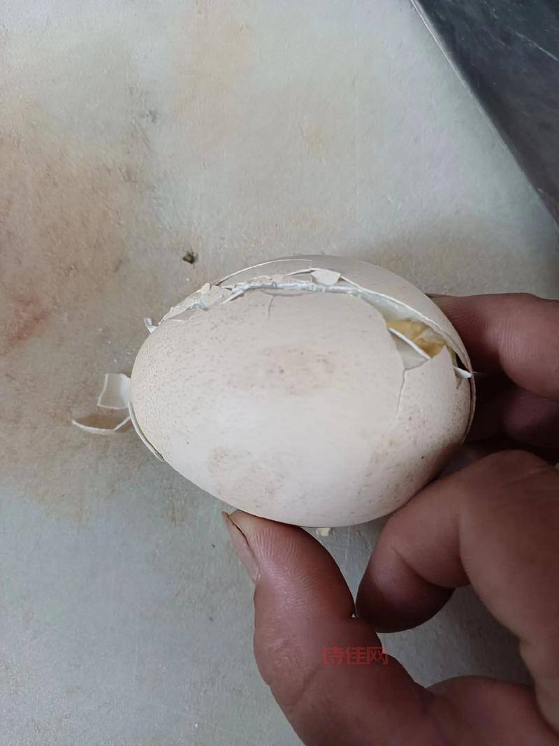 男子网购孔雀蛋孵出鸭子