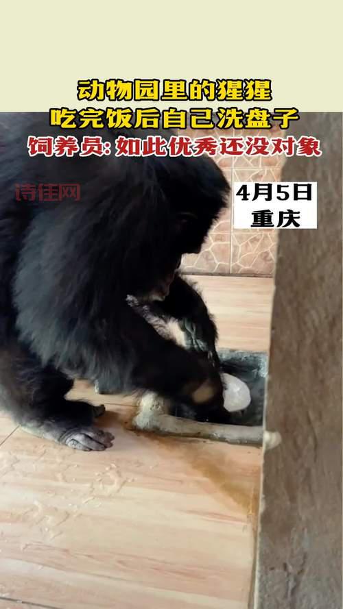 想知道黑猩猩主动洗盘子咋回事？看这里就懂！