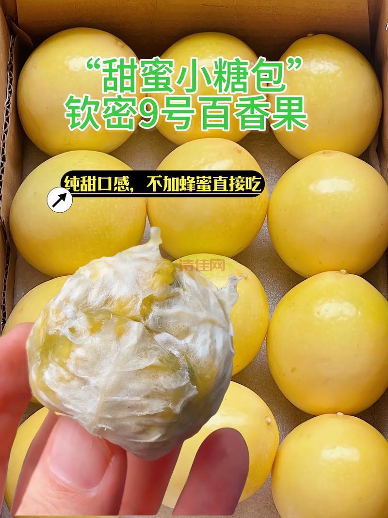 黄金九号抗病性怎么样？这个品种有话说！