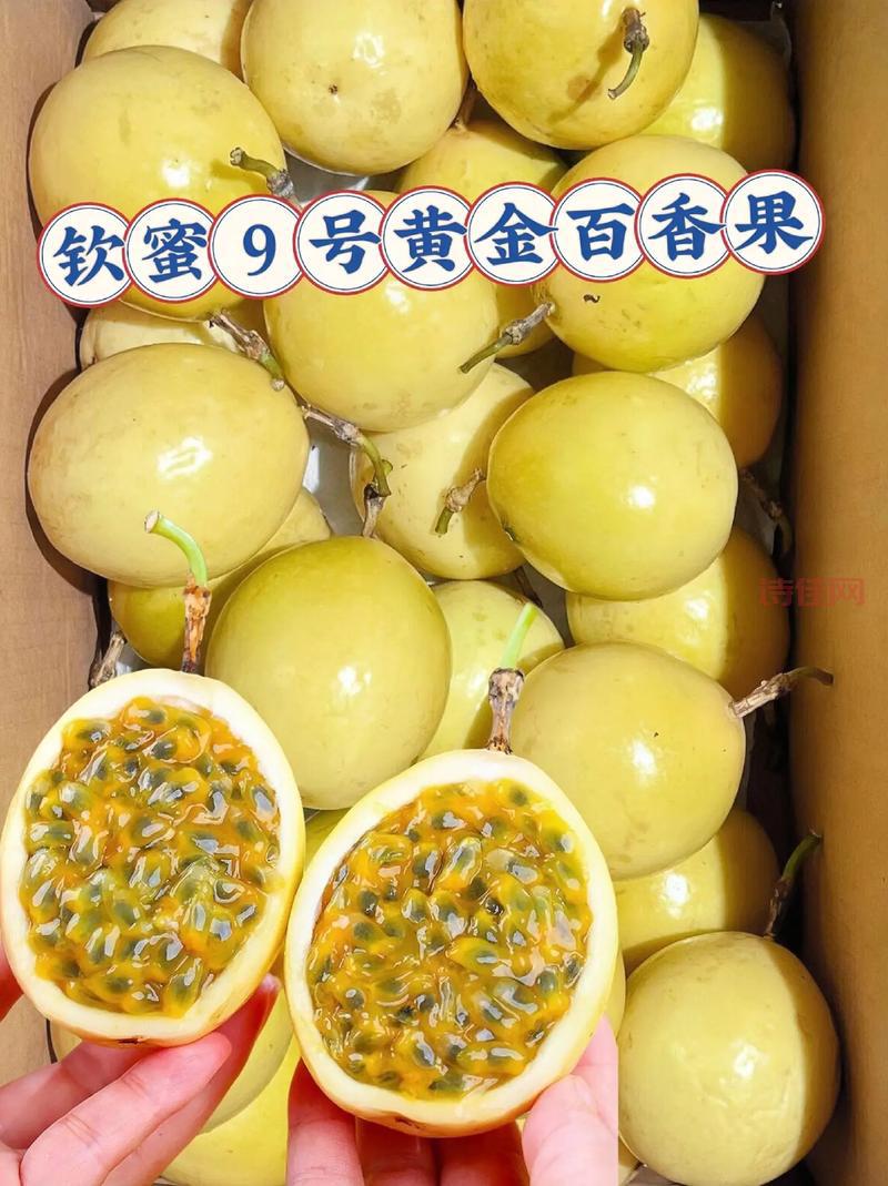 黄金九号抗病性怎么样？这个品种有话说！