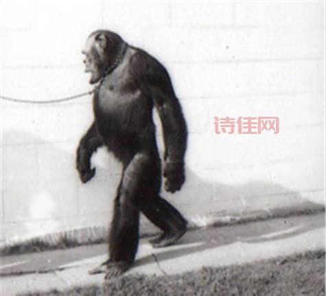 黑猩猩学不文明行为