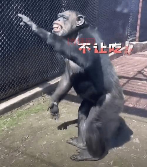 黑猩猩学不文明行为
