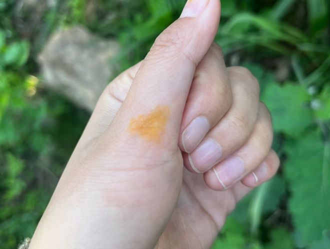 博落回，又称号筒梗、三钱三，有3大作用，农民朋友要了解！
