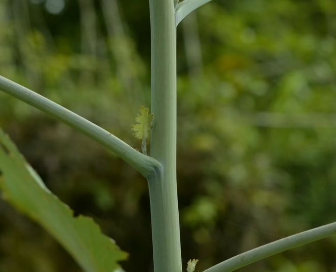 博落回，又称号筒梗、三钱三，有3大作用，农民朋友要了解！