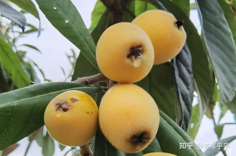 广东有哪些特色水果？