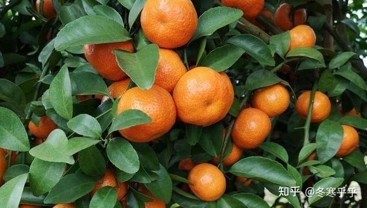 广东有哪些特色水果？