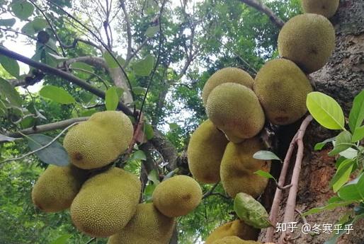 广东有哪些特色水果？