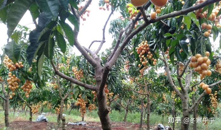 广东有哪些特色水果？