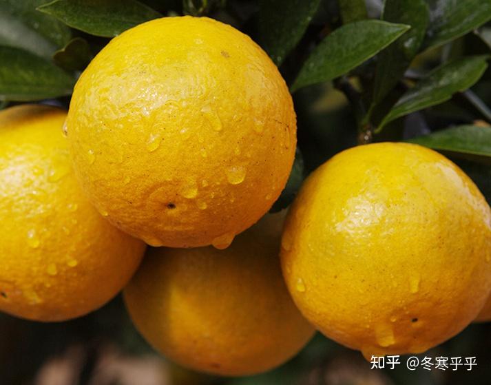 广东有哪些特色水果？