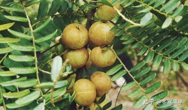 广东有哪些特色水果？