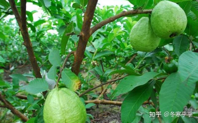 广东有哪些特色水果？