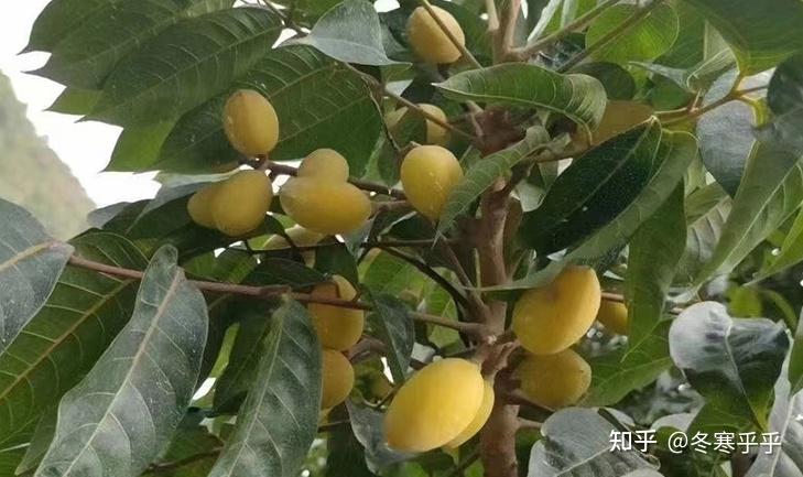 广东有哪些特色水果？