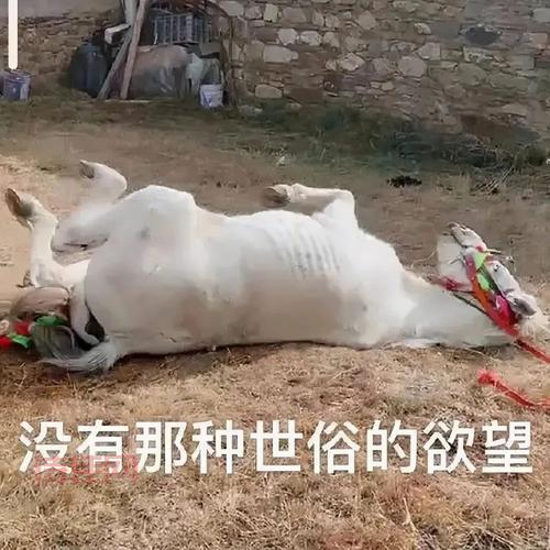央视评丁真走红引发热议！网友都怎么看？