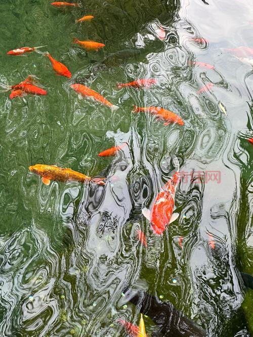趵突泉养海豹引热议！专家解读到底能不能养？