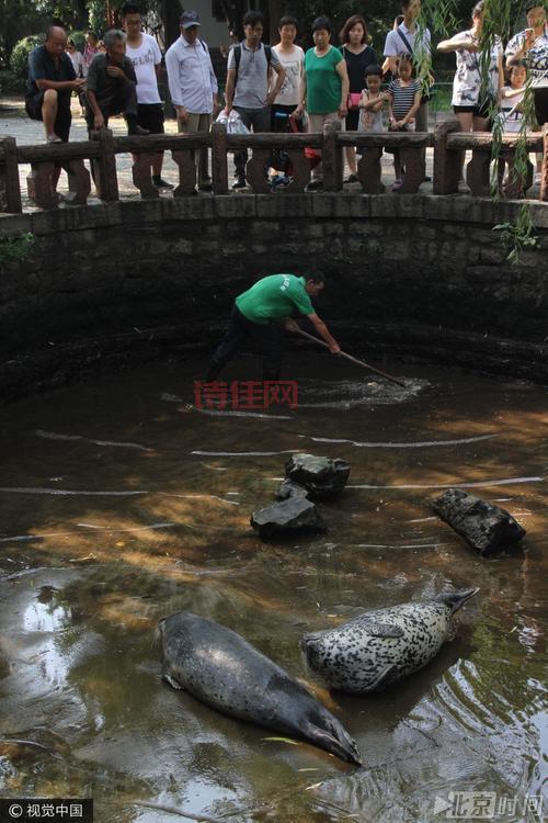 趵突泉养海豹引热议！专家解读到底能不能养？