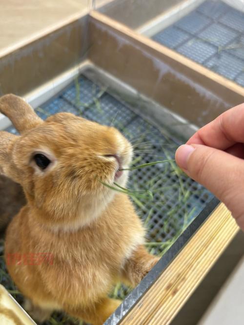 小区30多只猫狗疑被毒死咋回事？物业最新回应！