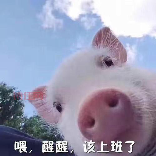 网络猪