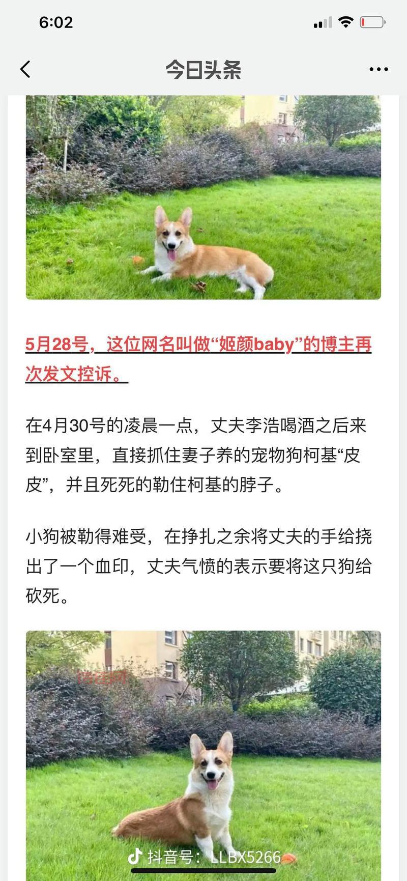 柯基被砍当事人再发声