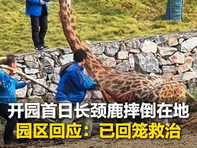 长颈鹿或将灭绝？别慌，我们还能做这些事！