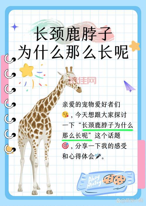 长颈鹿或将灭绝？别慌，我们还能做这些事！