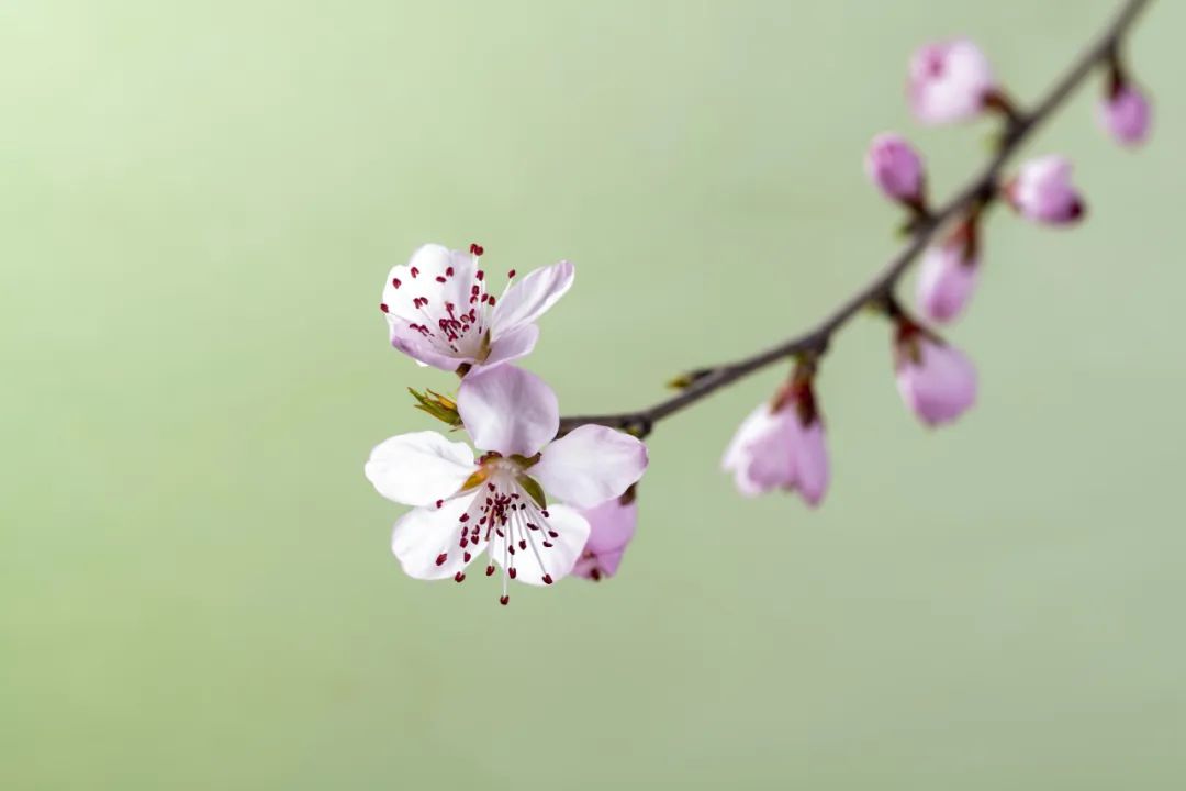 《齐民要术》中的“天气预报”