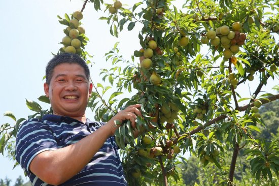 与“李”相约 ，宣汉毛坝镇万亩青脆李成熟