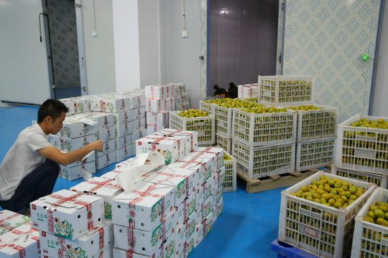 与“李”相约 ，宣汉毛坝镇万亩青脆李成熟