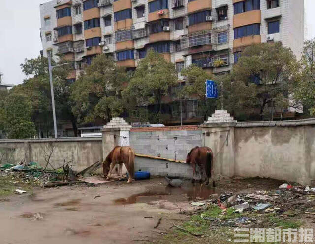 株洲城管无奈卖马：查扣5匹马8个月花销10余万，还流拍了