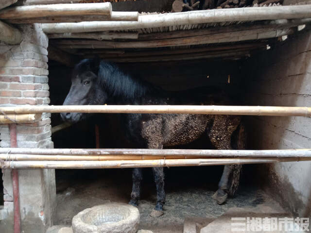 株洲城管无奈卖马：查扣5匹马8个月花销10余万，还流拍了