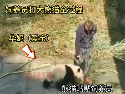 饲养员拍大熊猫被停工！这事儿严重吗？