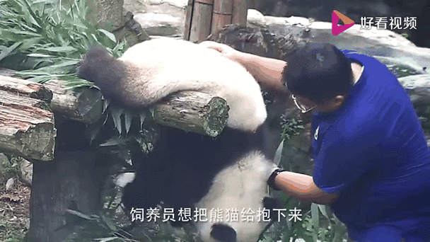 饲养员拍大熊猫被停工！这事儿严重吗？