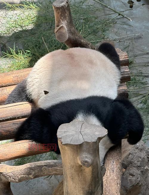 饲养员拍大熊猫被停工！这事儿严重吗？