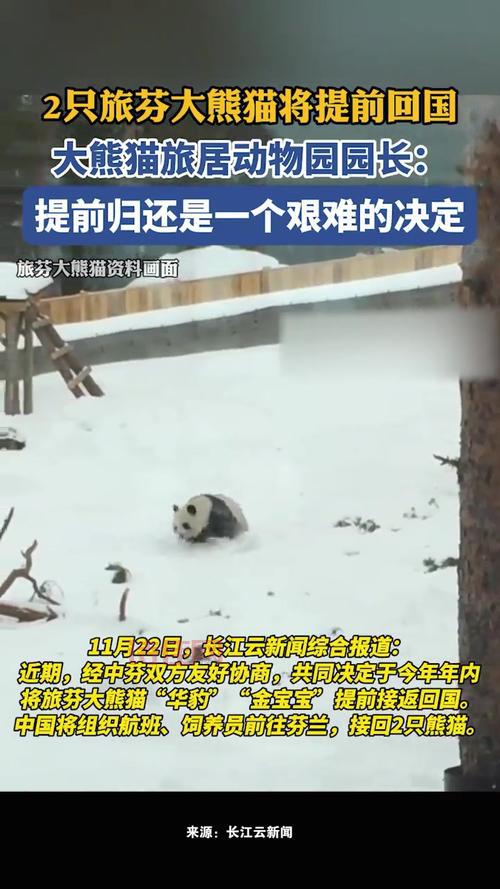 饲养员拍大熊猫被停工！这事儿严重吗？