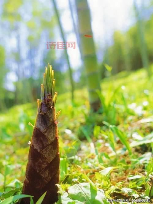春笋计划