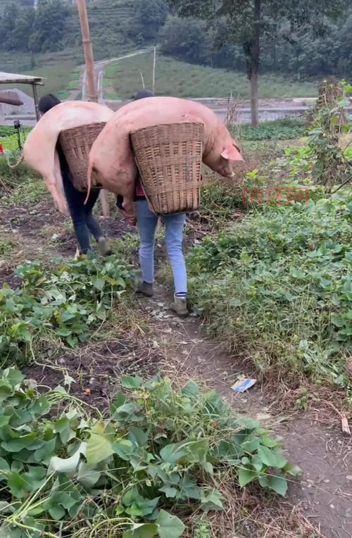 律师解读：拍女孩背猪草照片，可能侵犯肖像权！