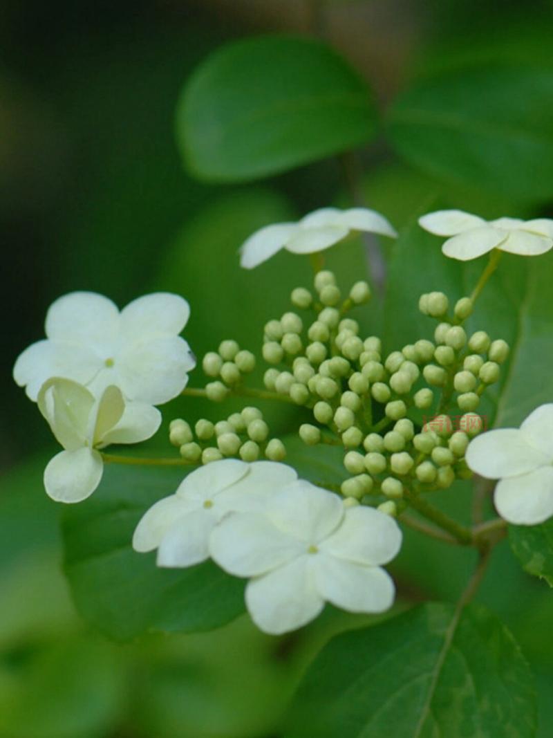 st琼花