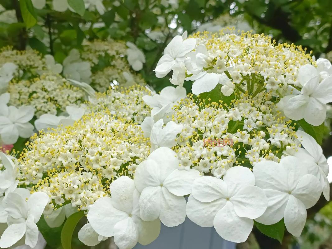 st琼花