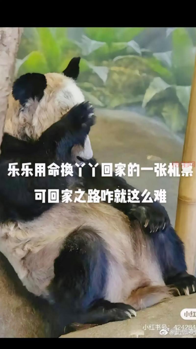确定了！丫丫在孟菲斯动物园待到月底，之后就要准备启程回家啦！