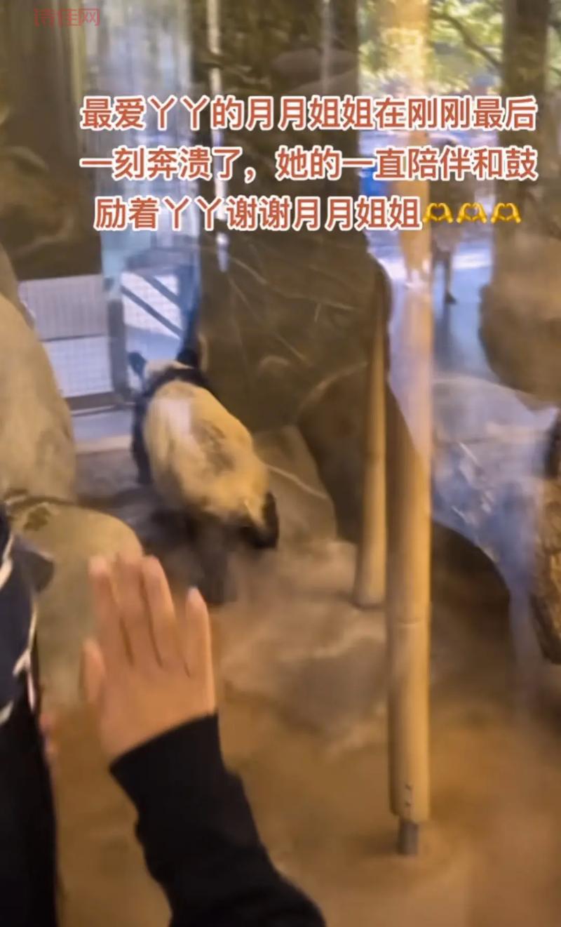 确定了！丫丫在孟菲斯动物园待到月底，之后就要准备启程回家啦！