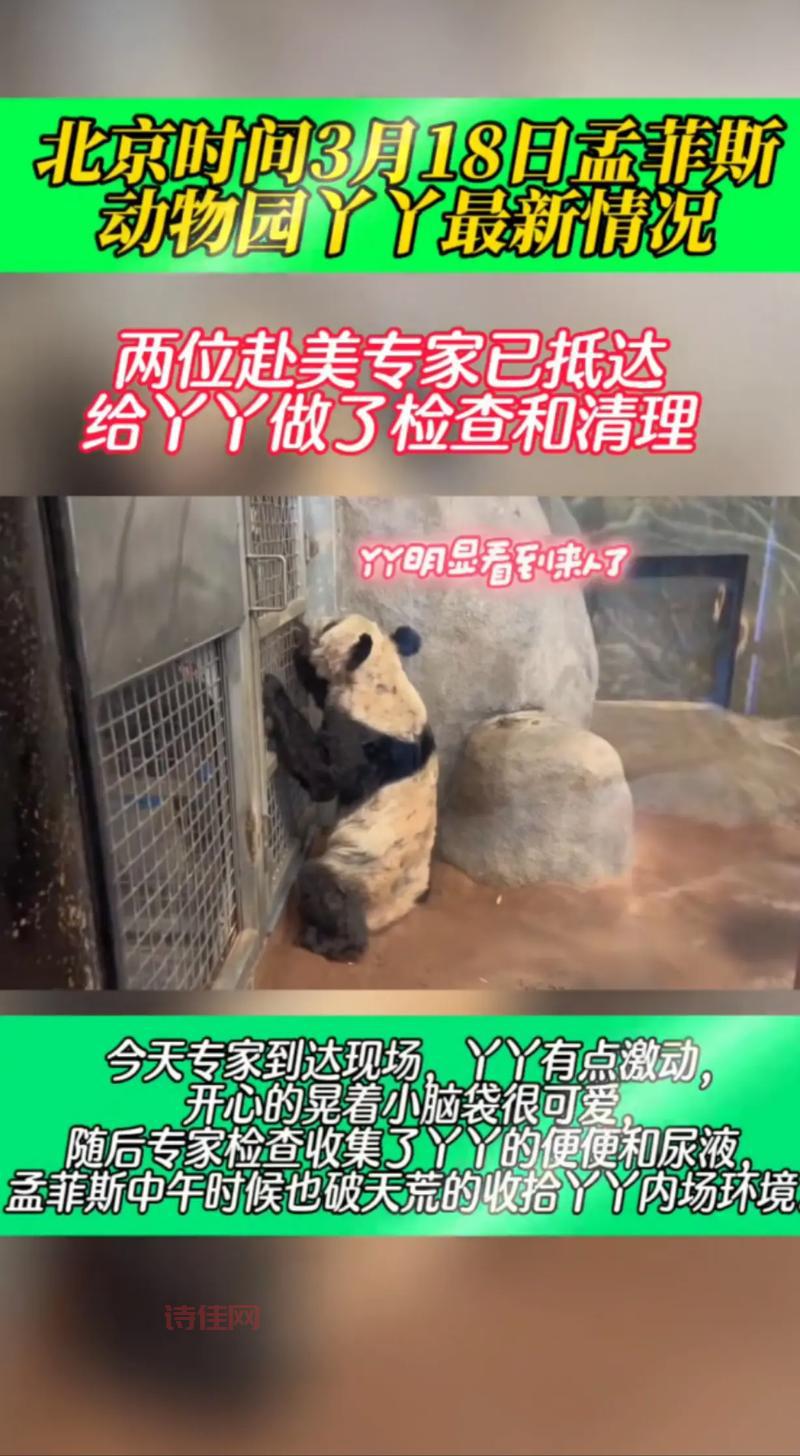 确定了！丫丫在孟菲斯动物园待到月底，之后就要准备启程回家啦！